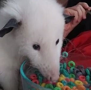 Meet your Posher, Norman